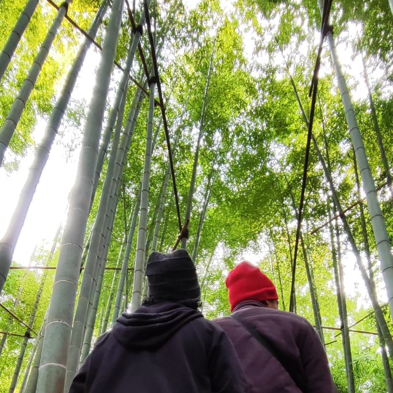 Houkokuji Bamboo Forest and Temple: Kamakura’s Calm, Green Escape 3 Houkokuji Bamboo Forest and Temple: Kamakura’s Calm, Green Escape